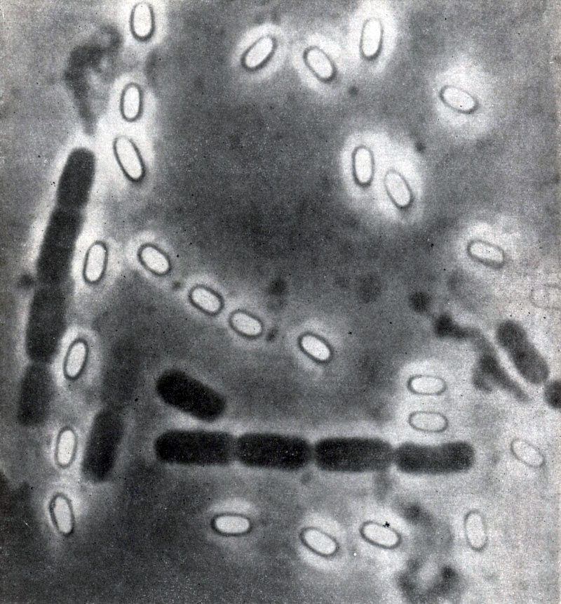  6.   Bacillus mycoides,    