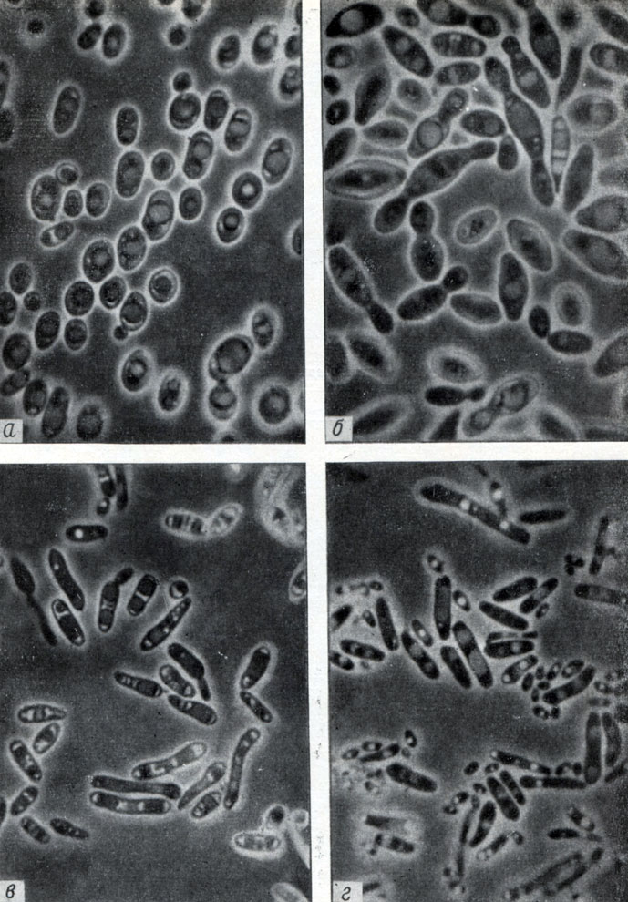  10.  .  - Saccharomyces cerevisiae var. ellipsoideus;  - S. ludwigii;  - S. tubiformis;  - Hansenula anomala