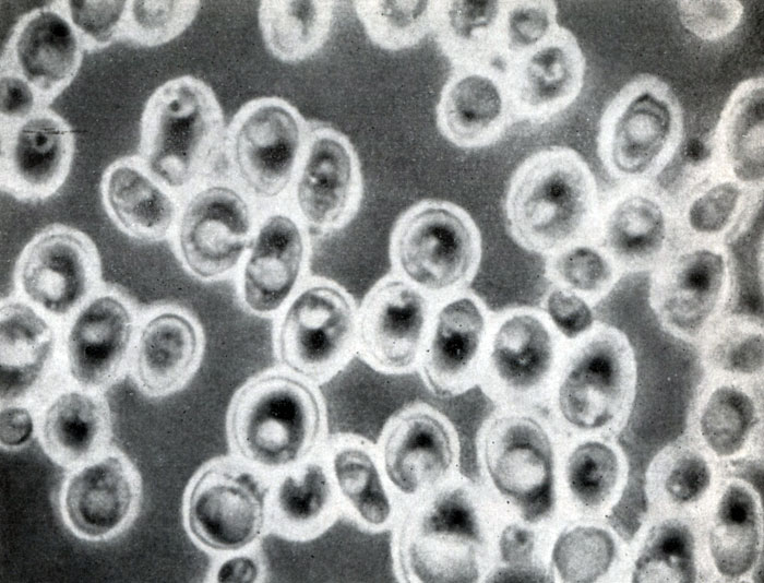  66.  Saccharomyces carlsbergensis,   