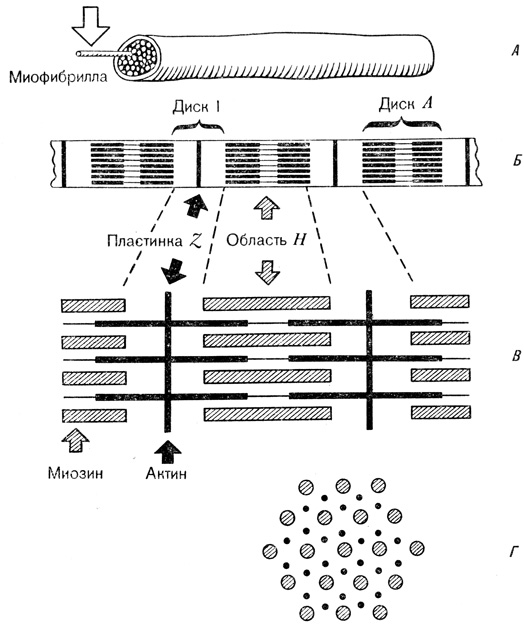 Строение скелетной мышцы и ее модель. Мышца состоит из миофибрилл (А), которые под микроскопом выглядят как чередующиеся светлые и темные полосы (Б). Модель миофибриллы можно представить следующим образом: между тонкими нитями молекул актина, расположенными в строгом геометрическом порядке, лежат толстые нити молекул миозина (В). Порядок расположения нитей показан на поперечном сечении миофибриллы (Г). Сокращение мышцы можно объяснить скольжением этих нитей относительно друг друга, которое приводит к сближению пластинок Z