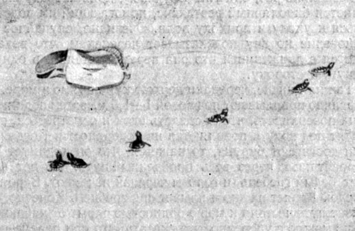 Фиг. 7. Группа молодых черепах, идущих в направлении моря (на фотографии - вверх направо). Близкое белое пятно привлекало внимание черепах, но лишь на несколько секунд