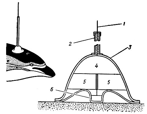 Фиг. 4. Передатчик, укрепляемый на дельфине. 1 - антенна; 2 - коаксиальное покрытие; 3 - латексовый резиновый колпачок; 4 - усилитель-передатчик; 5 - источник питания; 6 - датчик
