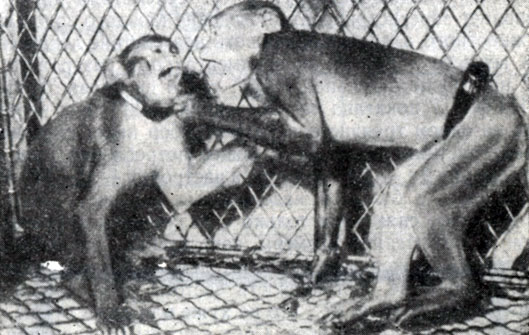 Фиг. 8. Передатчик, сигнализирующий о движениях обезьяны, укреплен на ее поясе. Для раздражения мозга могут использоваться дополнительные воротники. Таким образом, между экспериментатором и подопытным животным устанавливается двусторонний контакт