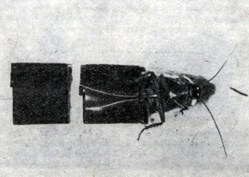 Фиг. 1. Таракан Leucophaea maderae с серебрянными электродами, введенными в коксу задних ног