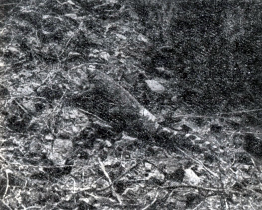 Фиг. 1. Взрослая самка ящерицы Sauromalus hispidus с прибором для телеизмерений. Антенна прикреплена к хвосту полоской ткани, позволяющей наблюдателю легко обнаруживать животное