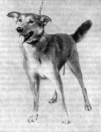 Фиг. 1. Собака Одри (самка, вес 17 кг) через 15 месяцев после цистостомии