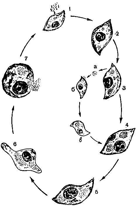 Рис. 11. Схема репродукции риккетсий. 1 - внедрение в клетку 'вироспор' ('споровая' форма риккетсий, стадия относительного покоя), 1 - 60 минут; 2 - дезагрегация структурных единиц возбудителя (развертывание генетического аппарата риккетсий) - эклипс - фаза, 1 - 24 часа; 3 - стадия образования матриц (нарастание массы фибриллярногранулярного вещества) - эклипс - фаза, 24 - 36 часов; 4 - свертывание генетического аппарата риккетсий - уплотнение гранул с образованием мелкозернистой субстанции, 36 - 48 часов; 5 - образование промежуточных форм риккетсий и их сегментация с дифференциацией типичных форм, 3 - 4-е сутки; 6 - образование зрелых форм риккетсий ('вироспоры'), 4 - 6-е сутки; 7 - дегенерация клеток и выхождение риккетсий ('вироспор') в среду, 7 - 8-е сутки: а - выхождение незрелого риккетсиозного материала из клетки в среду; б - внедрение отдельных частиц незрелого риккетсиозного материала (фильтрующихся форм возбудителя) в новые клетки; в - нарастание массы фибриллярно - гранулярного вещества - образование матриц