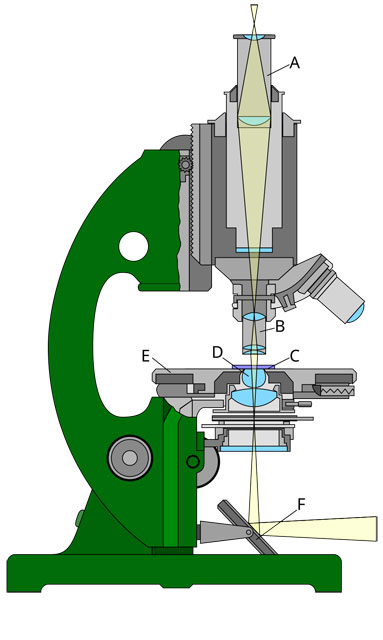 ���������� ����������� ����������: A � ������; B � ��������; C � ������; D � ���������; E � ���������� ������; F � ������� - https://upload.wikimedia.org/wikipedia/commons/thumb/6/6c/Microscope-letters.svg/500px-Microscope-letters.svg.png